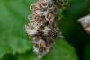 Orthotaenia undulana